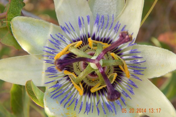 Flowers of Italy