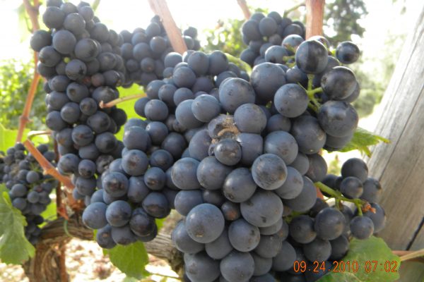 Sangiovese grapes
