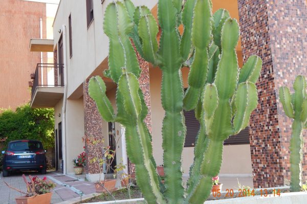 Cactus Sicily