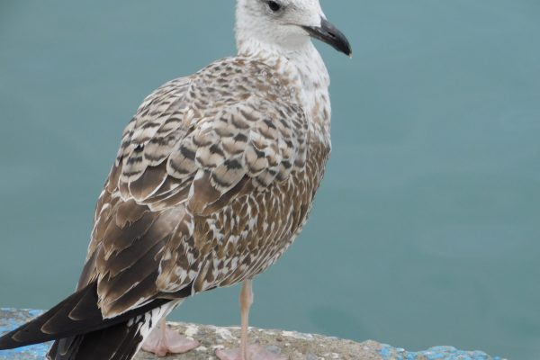 Birds of Italy