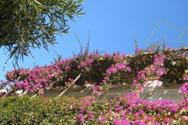 Flowers of Capri