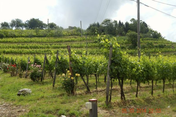 The Sangiovese Grapes at the winery