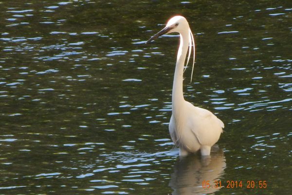 Birds of Italy