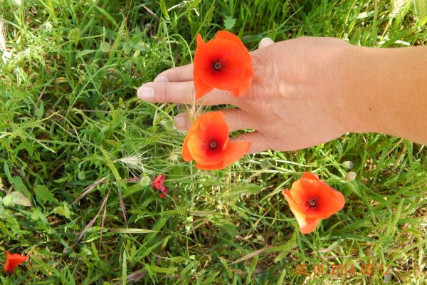 Poppy in Vinci, Italy