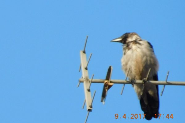 Bird in Rome