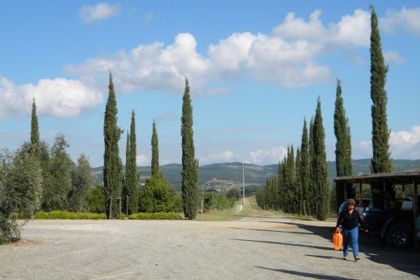 Cyprus trees of Tuscany