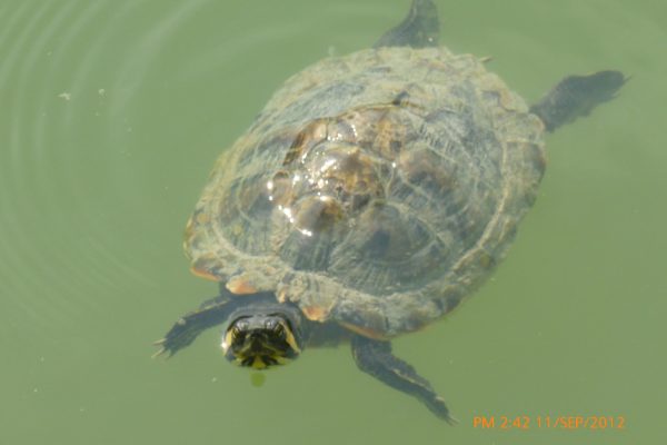 Turtle, Parma Italy