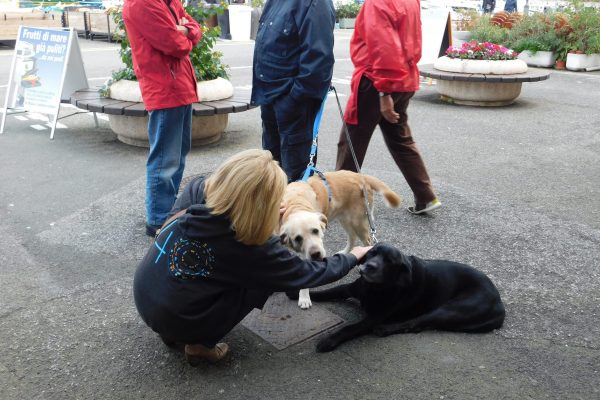 We love all Labrador Retrievers!