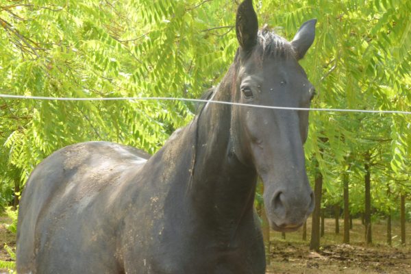 Horse meat is big in Italy